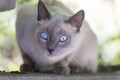 Portrait of a Persian cat sitting on a fence Royalty Free Stock Photo