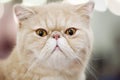 Persian Cat Portrait Close-up