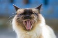 Portrait of a Persian cat with the mouth wide open Royalty Free Stock Photo