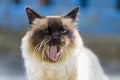 Portrait of a Persian cat with the mouth wide open Royalty Free Stock Photo