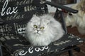 Persian cat portrait. Grey fluffy cat. Royalty Free Stock Photo