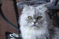 Persian cat portrait. Grey fluffy cat. Royalty Free Stock Photo