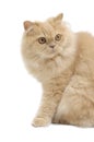 Persian cat portrait Royalty Free Stock Photo