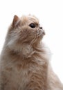 Persian cat portrait Royalty Free Stock Photo