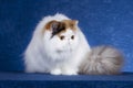Persian Cat 1 Royalty Free Stock Photo