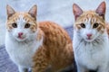 Persian Cat in the residential. Kabul, Afghanistan Royalty Free Stock Photo