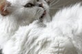 Persian cat's fur texture Royalty Free Stock Photo