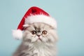 Persian cat with Santa Claus hat in front of pastel blue background Royalty Free Stock Photo