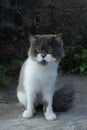 Persian cat sitting on concrete floor and look straight