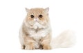Persian cat sitting in front of white background Royalty Free Stock Photo
