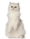 Persian cat, sitting in front of white background Royalty Free Stock Photo