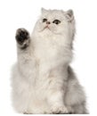 Persian cat, sitting in front of white background Royalty Free Stock Photo