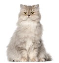 Persian cat, sitting in front of white background Royalty Free Stock Photo