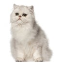 Persian cat, sitting in front of white background Royalty Free Stock Photo