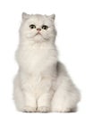 Persian cat, sitting in front of white background Royalty Free Stock Photo