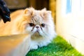 Persian cat sitting in the room Royalty Free Stock Photo