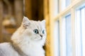 Persian cat sitting in the room Royalty Free Stock Photo