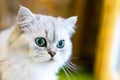 Persian cat sitting in the room Royalty Free Stock Photo