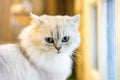 Persian cat sitting in the room Royalty Free Stock Photo