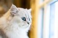 Persian cat sitting in the room Royalty Free Stock Photo