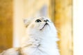 Persian cat sitting in the room Royalty Free Stock Photo