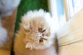 Persian cat sitting in the room Royalty Free Stock Photo