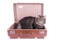 Persian cat sitting in vintage suitcase Royalty Free Stock Photo