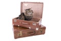 Persian cat sitting in vintage suitcase Royalty Free Stock Photo