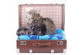 Persian cat sitting in vintage suitcase Royalty Free Stock Photo