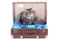 Persian cat sitting in vintage suitcase Royalty Free Stock Photo