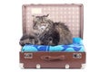Persian cat sitting in vintage suitcase Royalty Free Stock Photo