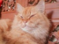 Persian cat sleepy face in dry season, Indonesia