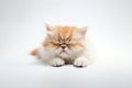 a Persian cat sleepy in front of a white background. Generative ai