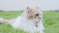 A Persian cat is staring in the lawn