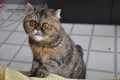 A curious persian cat sticking out his tongue