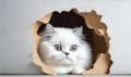 Persian cat on a torn hole on paper background. Generative AI Royalty Free Stock Photo