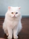 Persian cat two color eyes Royalty Free Stock Photo