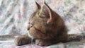 Exotic Shorthair kitten, 4 months old, streched. Animal, camera.