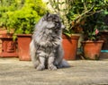 Persian cat waiting for a prey Royalty Free Stock Photo