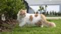 A Persian cat is walking on the grass in the front yard and look back Royalty Free Stock Photo