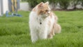 A Persian cat is walking on the grass in the front yard and looking Royalty Free Stock Photo