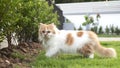 A Persian cat is walking on the grass in the front yard and staring Royalty Free Stock Photo