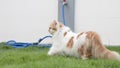 A Persian cat is walking on the grass outside Royalty Free Stock Photo