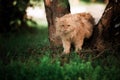 Persian cat walking in a park Royalty Free Stock Photo