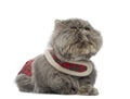 Persian cat wearing a tartan harness, lying, looking up