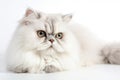 Persian Cat On White Background. Generative AI