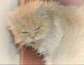 Persian cat woke up unhappy