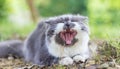 Persian cat yawning Royalty Free Stock Photo