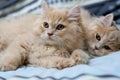 Persian cats cute brunette. Royalty Free Stock Photo