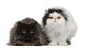 Persian cats, 2 years old Royalty Free Stock Photo